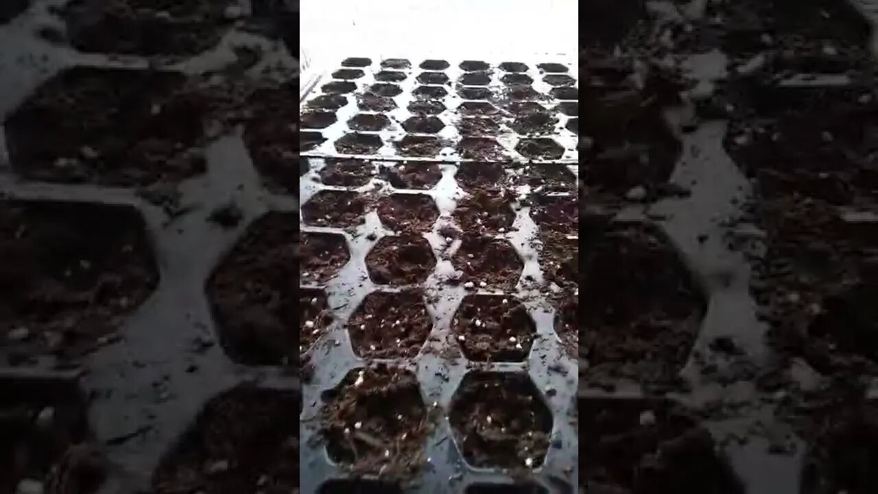Seedlings day 2