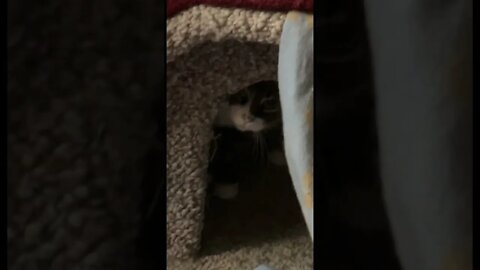 My cat in her little home