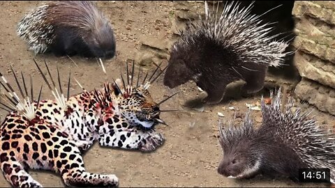 top 10 animals died tragically whon it tried to attack tha parcupine