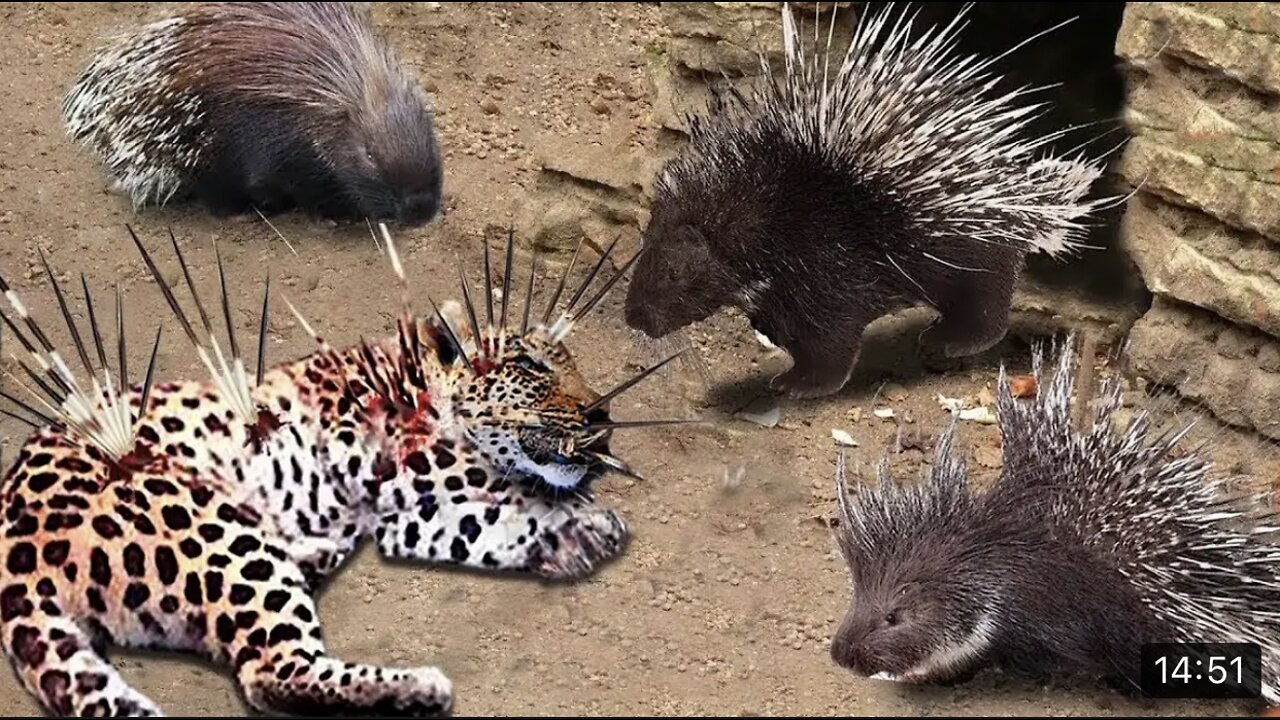 top 10 animals died tragically whon it tried to attack tha parcupine