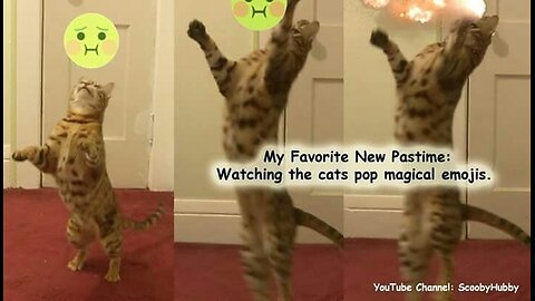 Funniest cat video 😍😅 , cats are scary 🤯 Funny animal video, funny cat video funny kittens 🤣