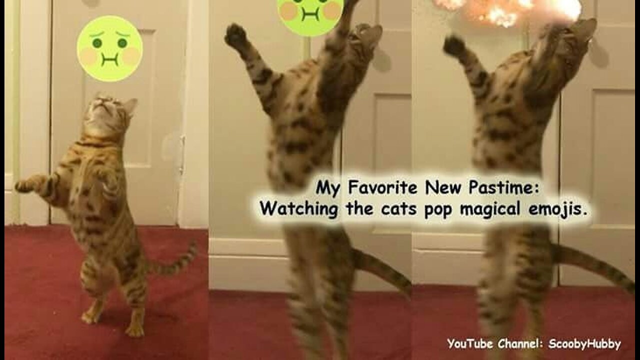 Funniest cat video 😍😅 , cats are scary 🤯 Funny animal video, funny cat video funny kittens 🤣