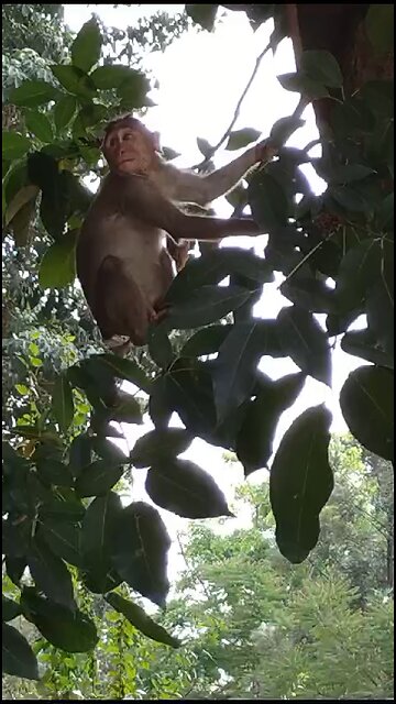 Tailless Monkey🐒 climbing tree🙊🙈🐵