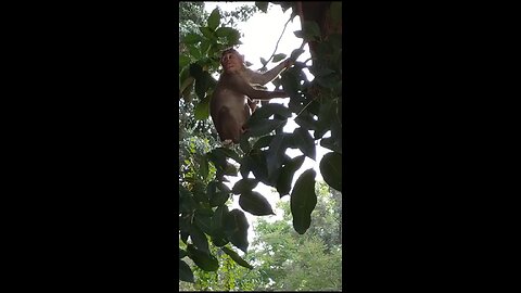 Tailless Monkey🐒 climbing tree🙊🙈🐵