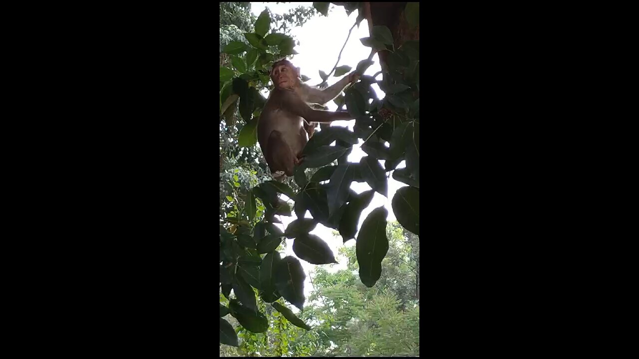 Tailless Monkey🐒 climbing tree🙊🙈🐵