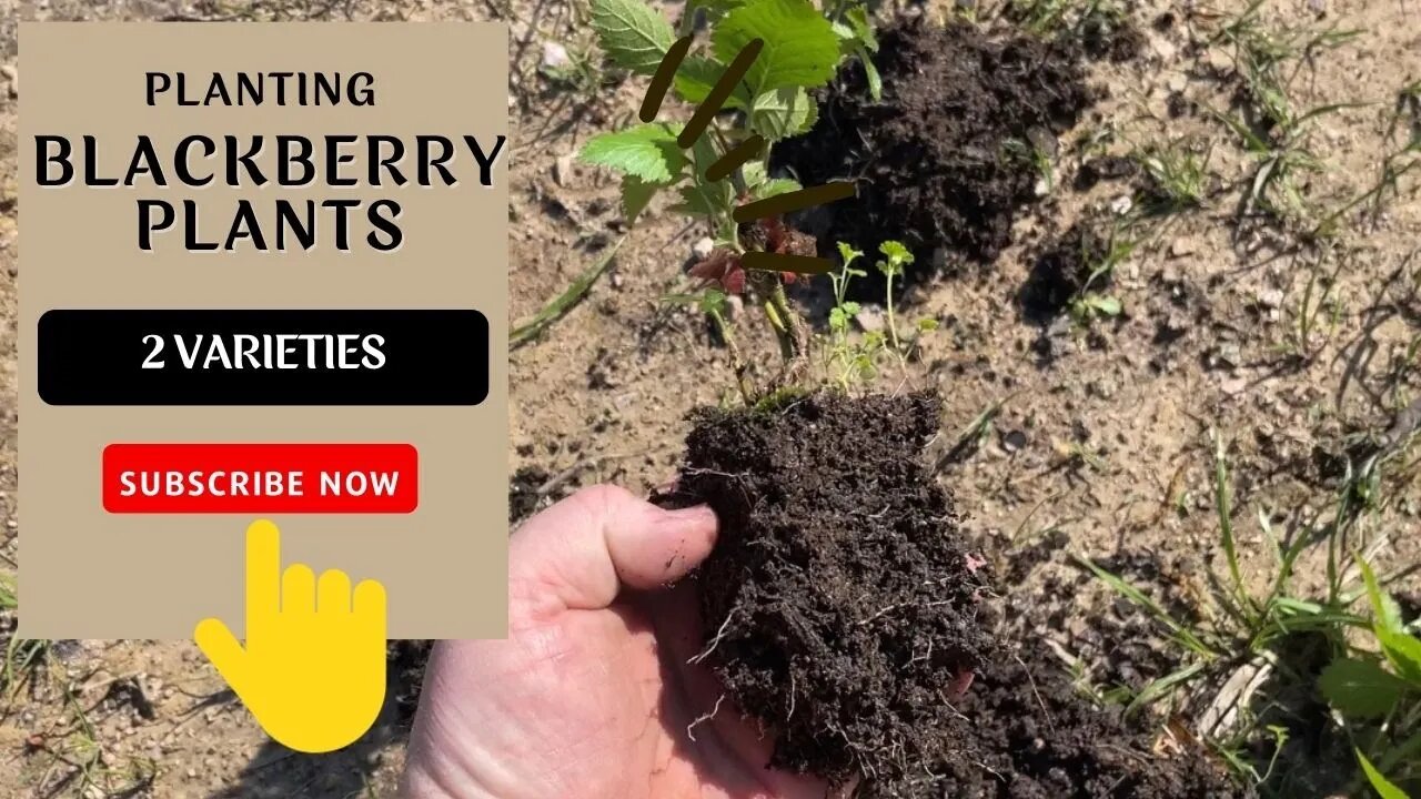 From Berry Patch to Bounty: Planting Ouachita and Ponca Blackberry Plants on My Farm!