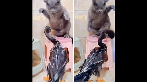 Cat on its way to slap the duck