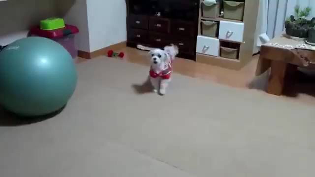 Funny animal videos