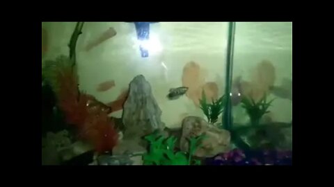 Fish Collection. Indoor and Outdoor-012