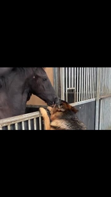 Horse And Dog Form The Most Incredible Friendship