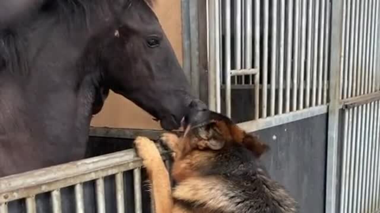 Horse And Dog Form The Most Incredible Friendship