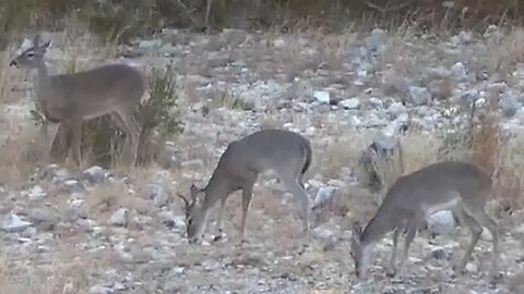 OPENING WEEKEND of HUNTING Season in TEXAS 2024! (Catch & Cook)