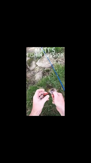 Early year smallmouth! (short version)