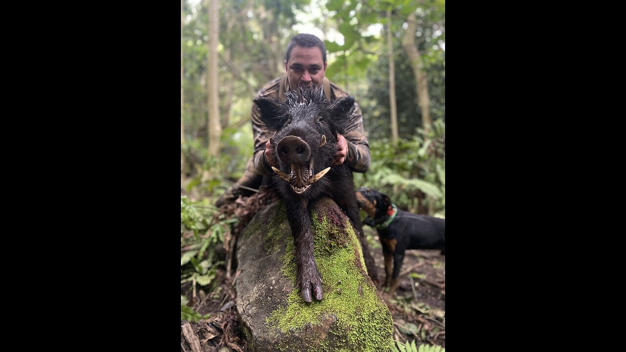 Big tusky boar and a sow | Big Island, Hawaii