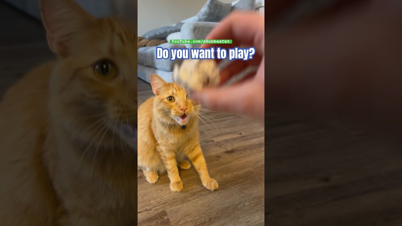 You want to play tag?