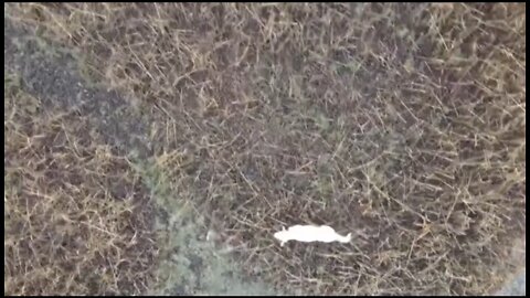 Sausages Tied to Drone Rescues Stranded Dog
