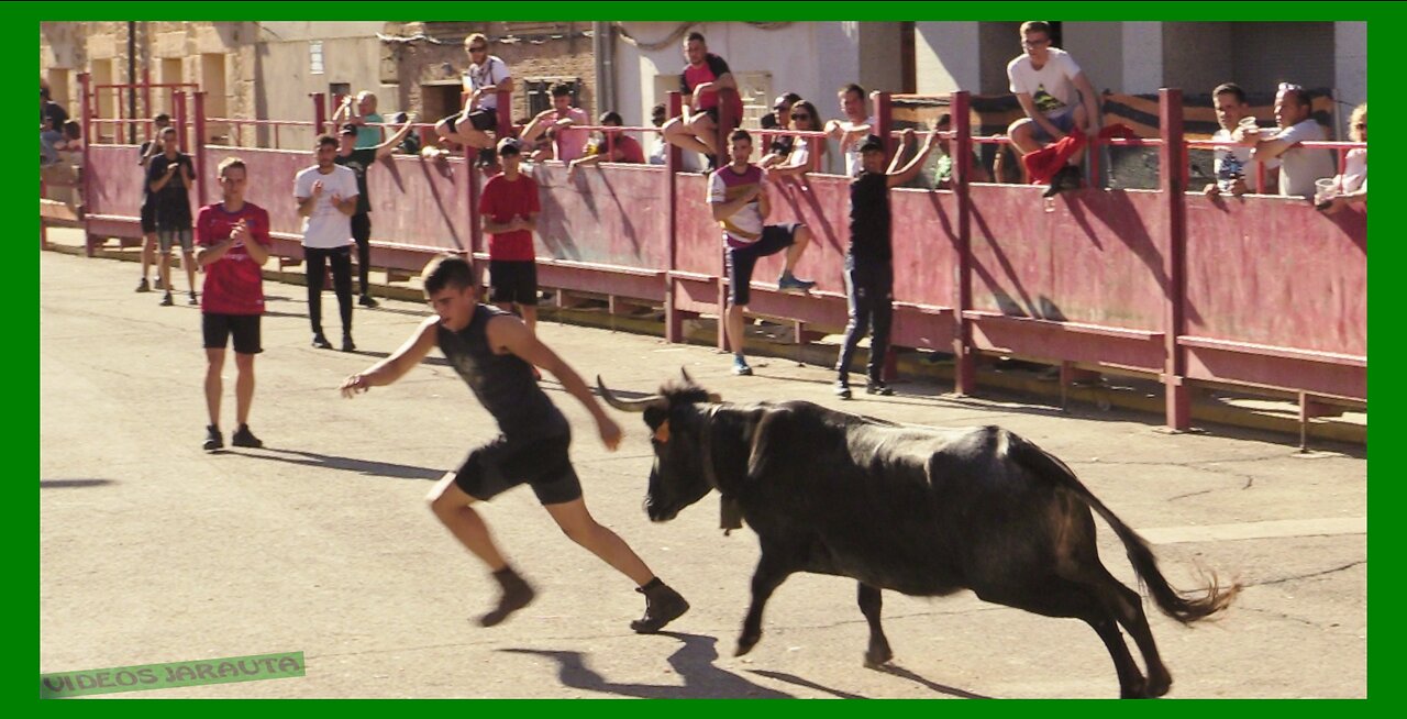 CABANILLAS ( NAVARRA ) TARDE VACAS CALLE ( DOMINGO 4 JUNIO 2023 ) GANAD.EULOGIO