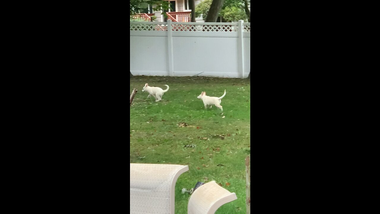 Apollo and Leyla First Time In The Backyard!!