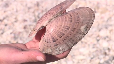 People travel from all over to find 'treasure' on this Southwest Florida island