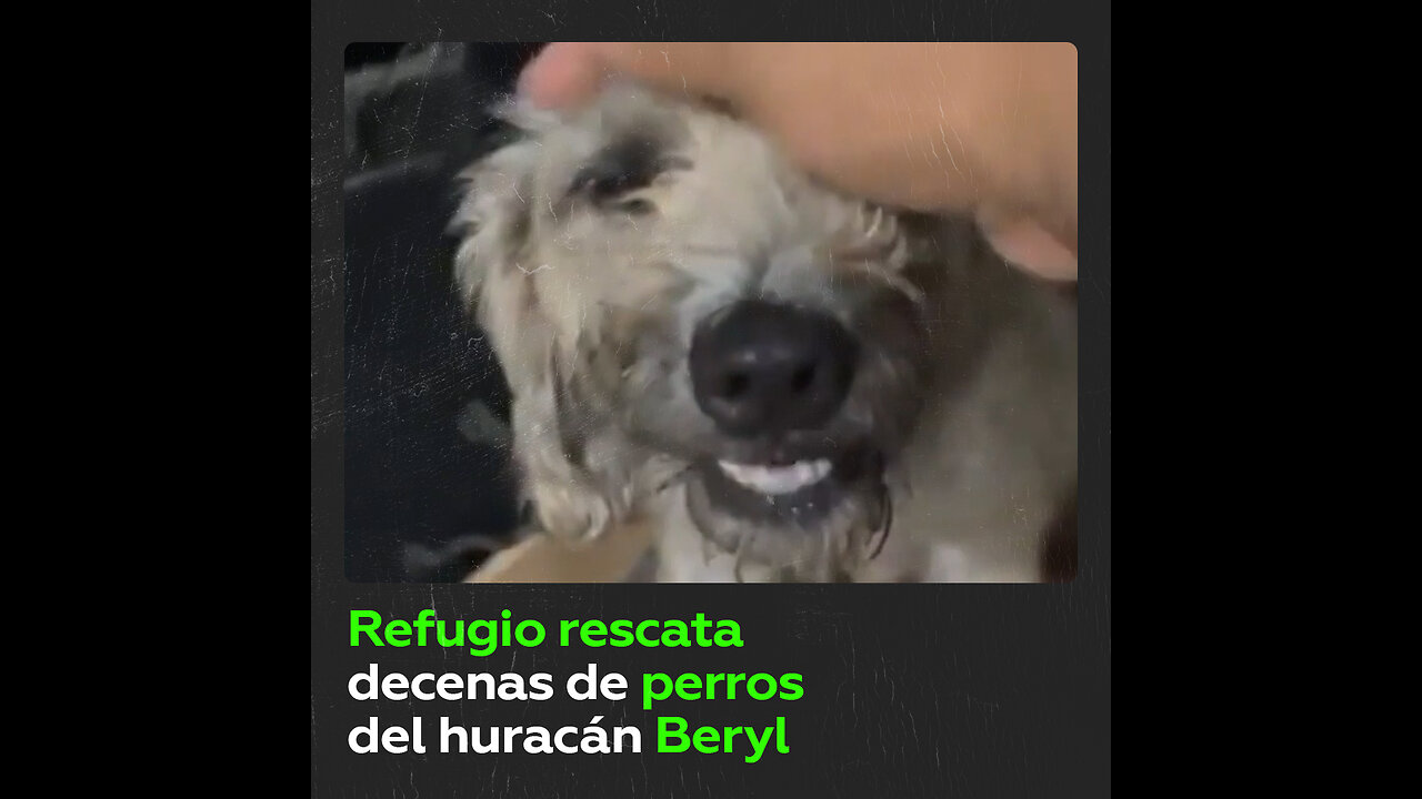 Refugio rescata a decenas de perros del huracán Beryl en México