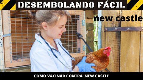 New Castle. Como vacinar os pintinhos.