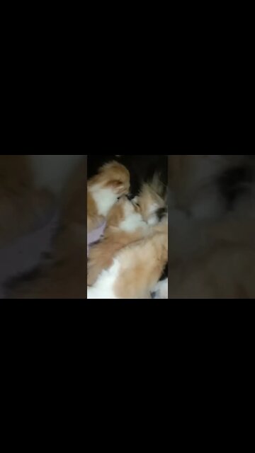 Cute Cats | Kittens 😺 #cutecat #persiancats #kittens #kittycat #brown #shorts #youtubeshorts