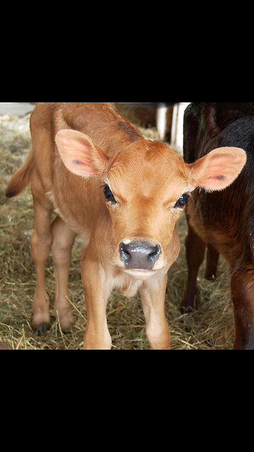 Cheese Burgers = Beastiality
