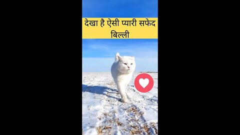 देखा है ऐसी प्यारी सफेद बिल्ली😍Have seen such a cute white cat