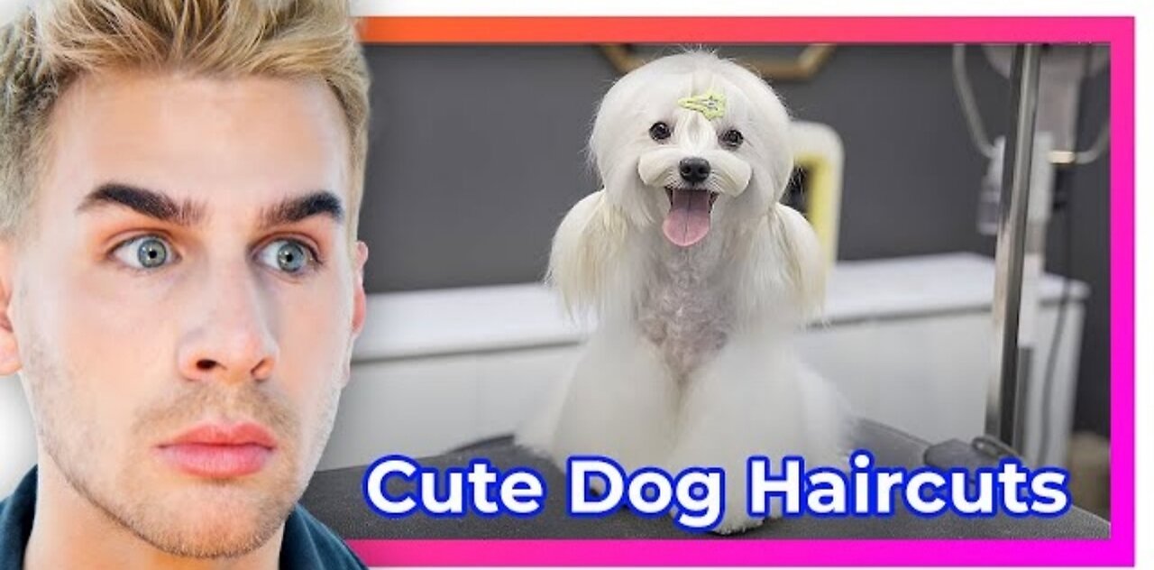 Hairdresser reacts to cute dog haircuts