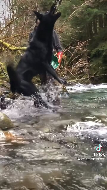 On the mountain, searching for gold