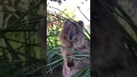 Cute funny Quokka -108