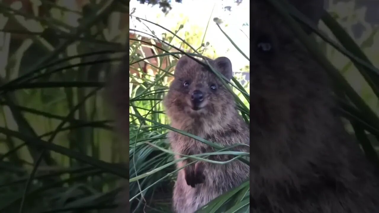 Cute funny Quokka -108