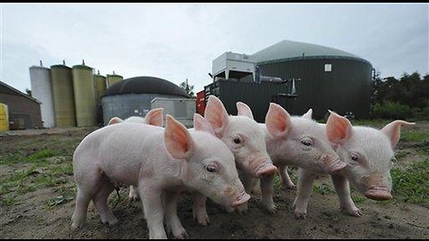 Netherlands to Buy and Close 3,000 Farms—Whether Farmers Like It or Not