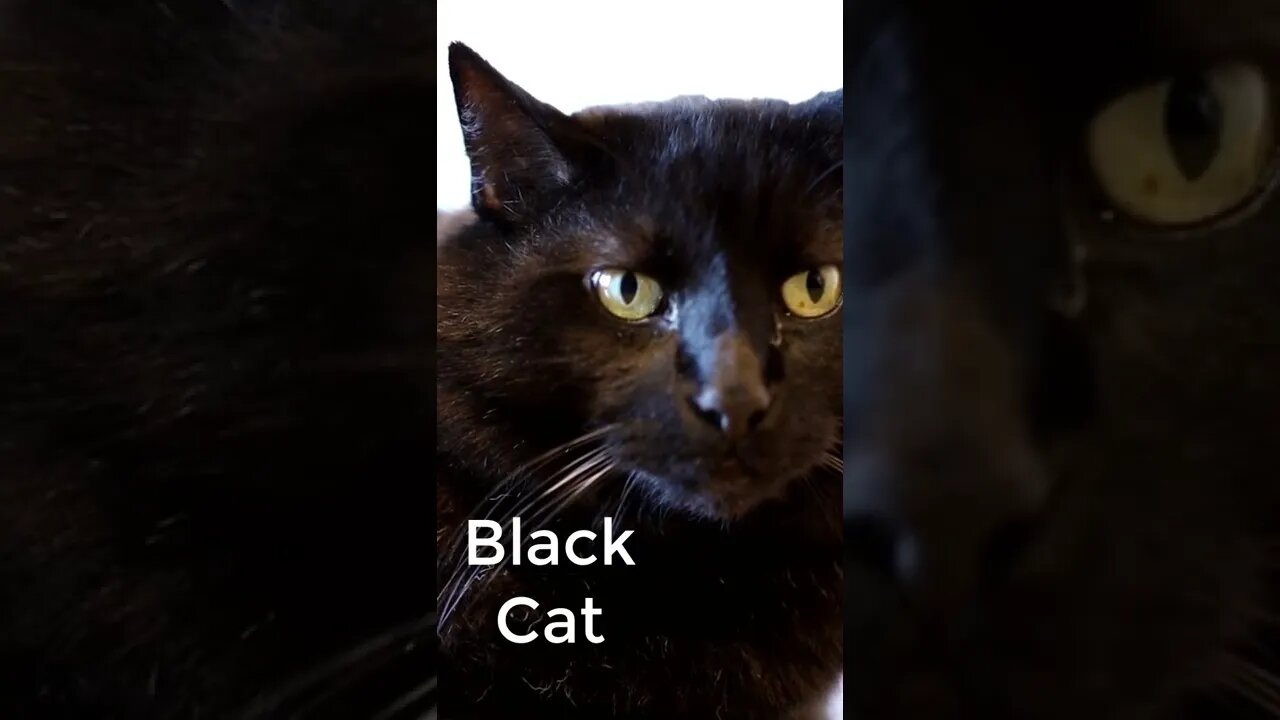 Black Cat