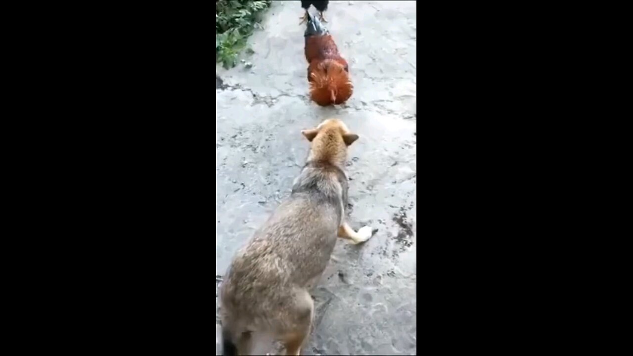 dog's funny videos 😅🤣🤣😂