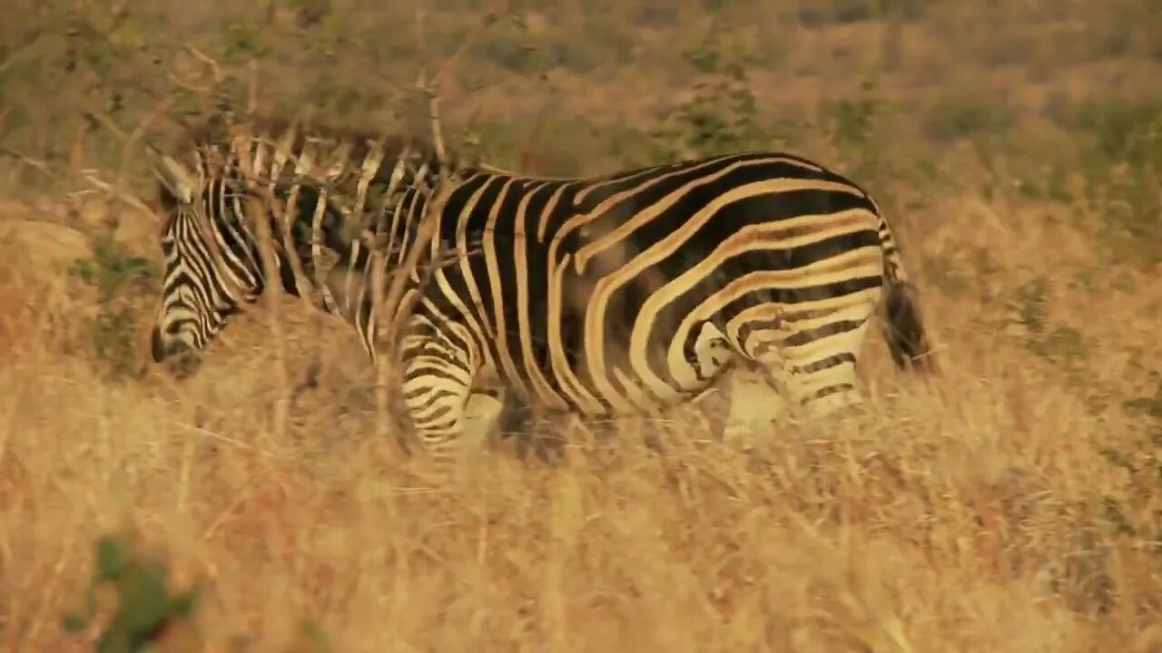 Zebra Behind Tree 2