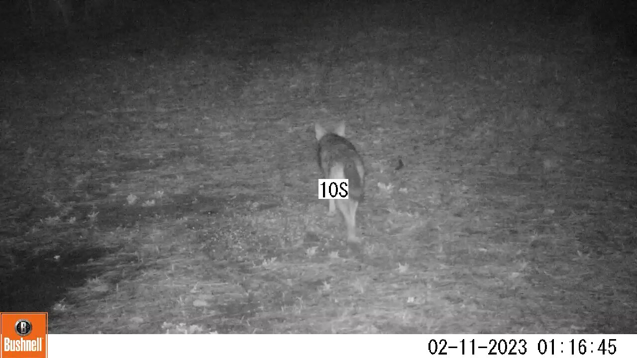 Bushnell Deer Camera Coyote Part 3