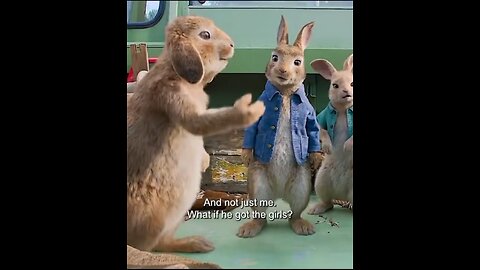 Funny Animal - Rabbits Funny Movie 🎥