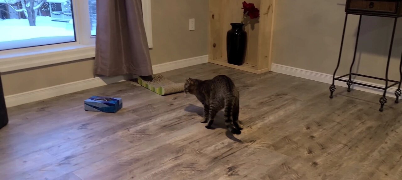 Cat vs kleenex box