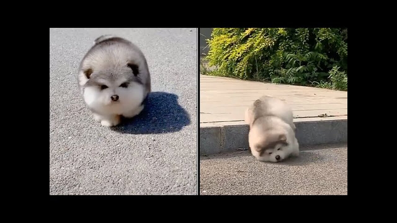 Baby Alaskan Malamute Cutest and Funniest Moments New Compilation