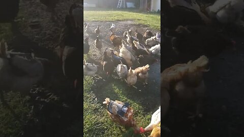 Peanut Time Made Em Kick Up The Dust #chickens #chickenshorts #chickenlife
