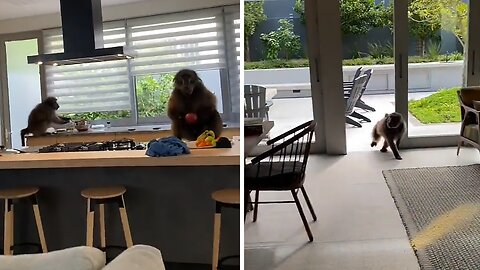 Brazen baboons break into house to feast of fresh fruits