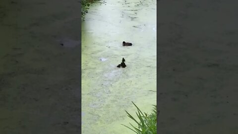 Go find and catch me sons