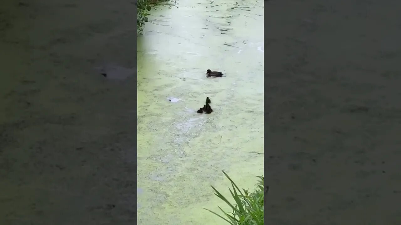 Go find and catch me sons