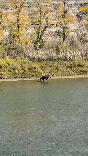 Mama moose and baby moose
