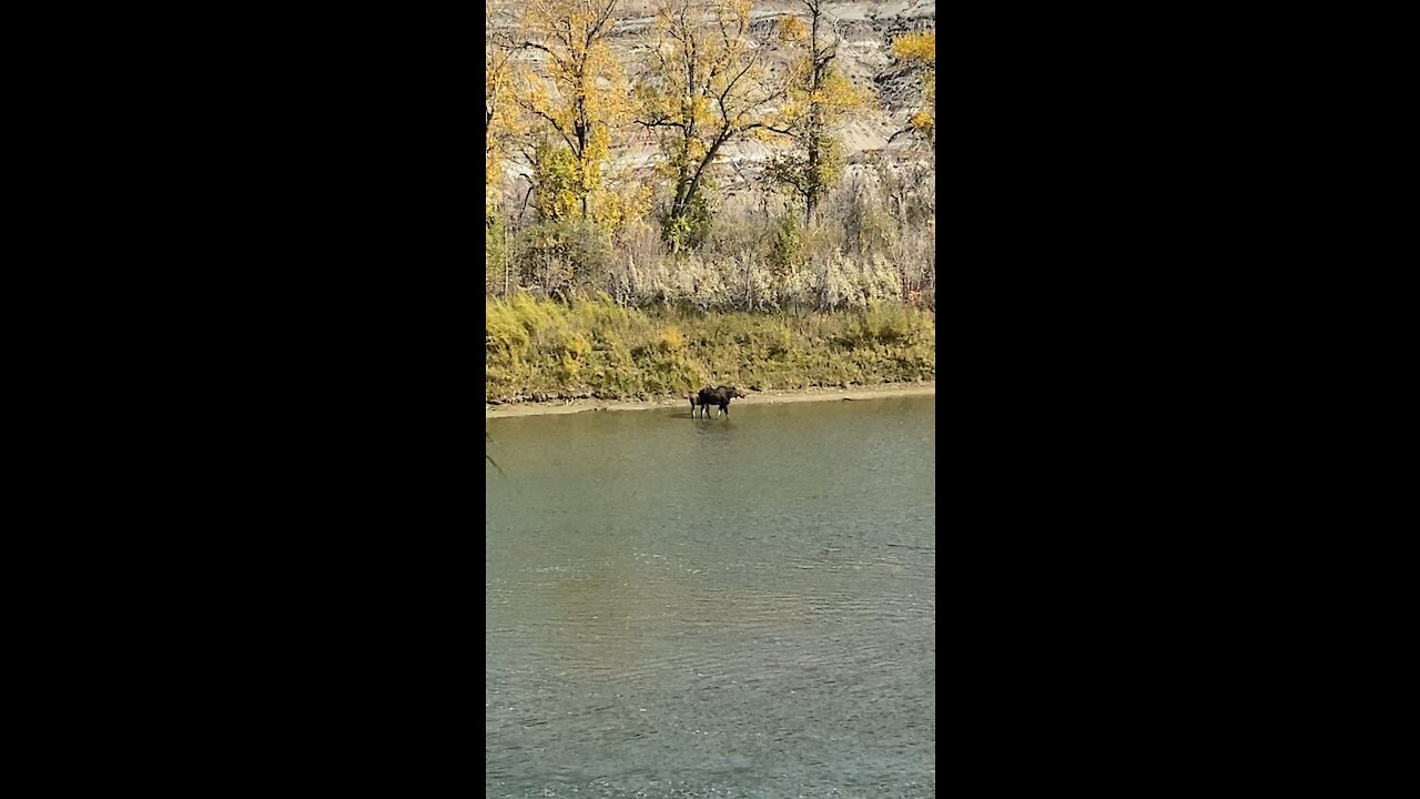 Mama moose and baby moose