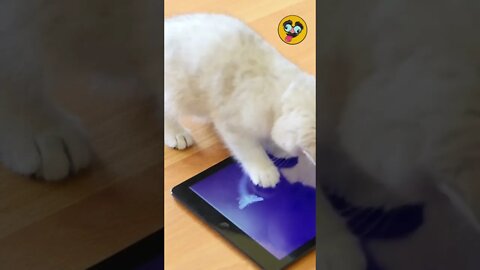 Funny Animals/ A Cute Cat Playing With A Tablet #14 #Shorts