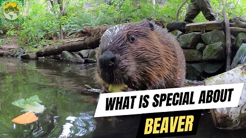 What is special about beaver? | ANIMALS PEA