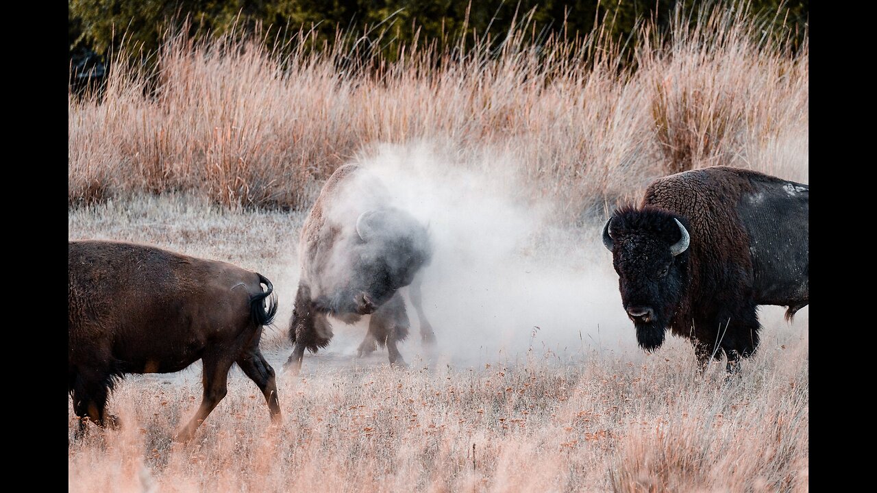 Clash of lions and buffaloes