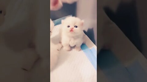 Cute Cat Video #shorts